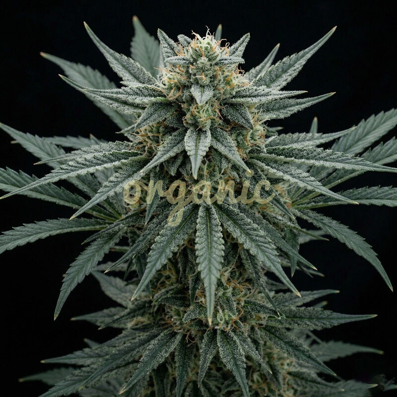 Roadrunner Skunk feminized marijuana seeds