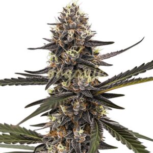 Sherbet Dream feminized marijuana seeds