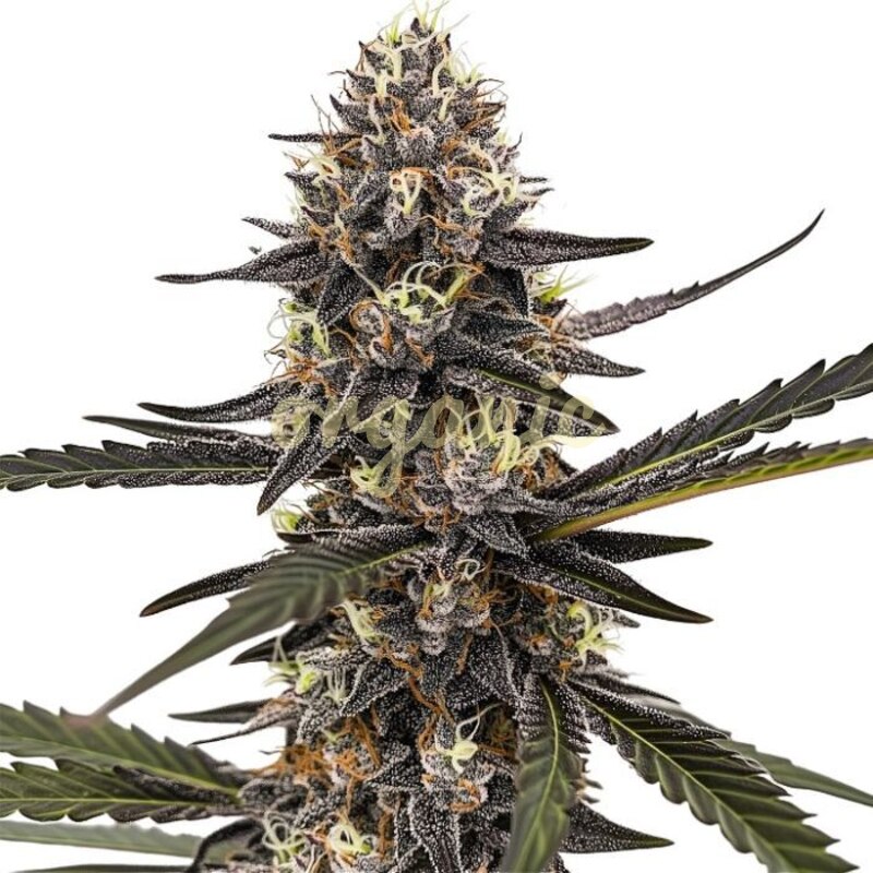 Sherbet Dream feminized marijuana seeds