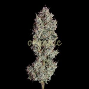 Shortcut autoflower marijuana seeds