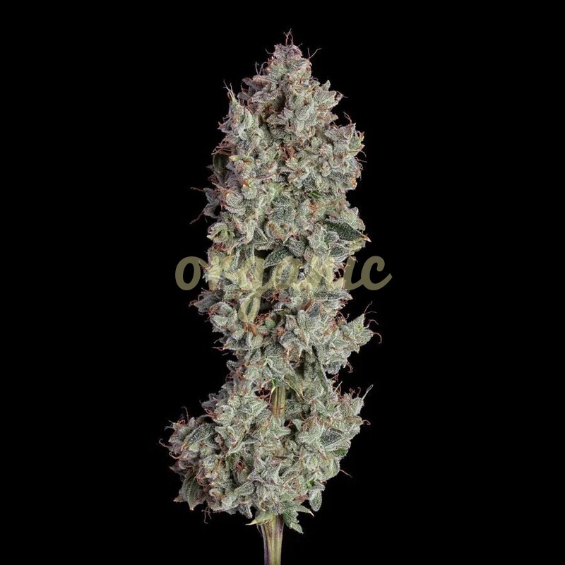Shortcut autoflower marijuana seeds