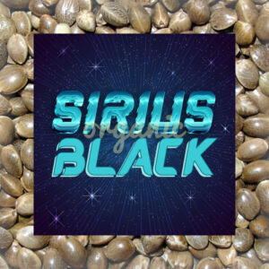 Sirius Black feminized marijuana seeds