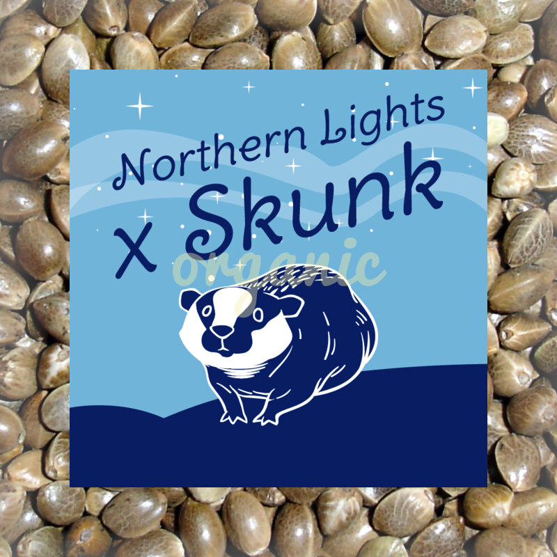 Skunk x Northern Lights feminized marijuana seeds