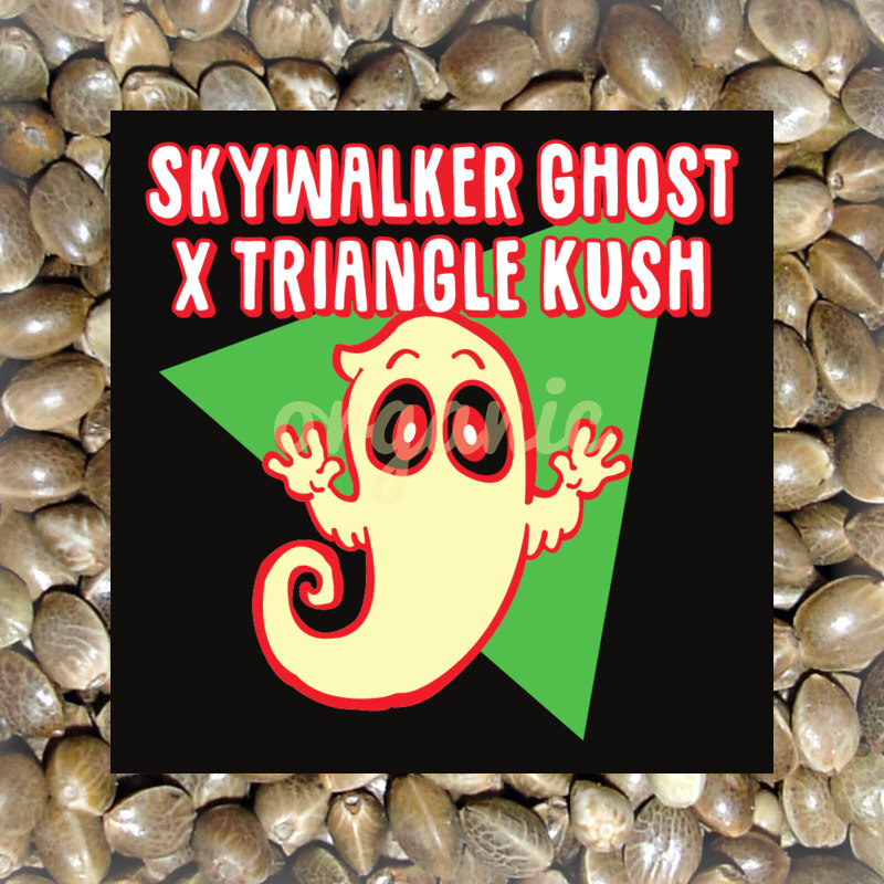 Skywalker Ghost x Triangle Kush feminized marijuana seeds