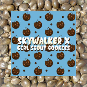 Skywalker x Girl Scout Cookies feminized marijuana seeds