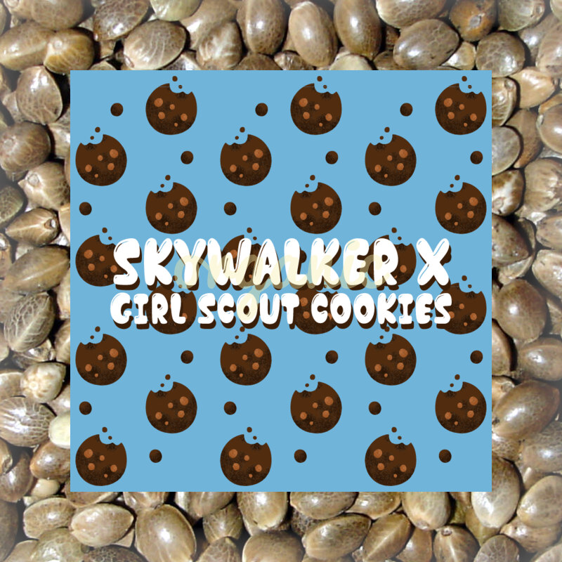 Skywalker x Girl Scout Cookies feminized marijuana seeds