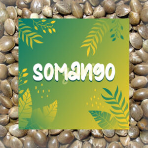 Somango feminized marijuana seeds