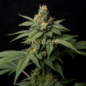 Sorbet Dreams feminized marijuana seeds