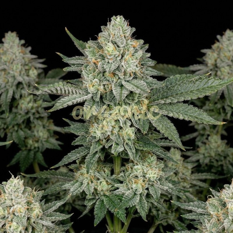 Sour Glue autoflower marijuana seeds