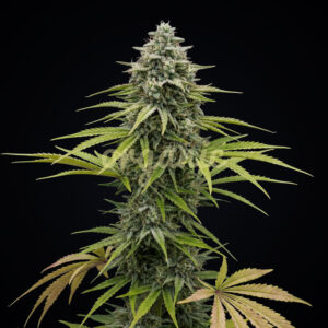 Strawberry Cheesecake autoflower marijuana seeds