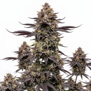 Sugar Stack autoflower marijuana seeds