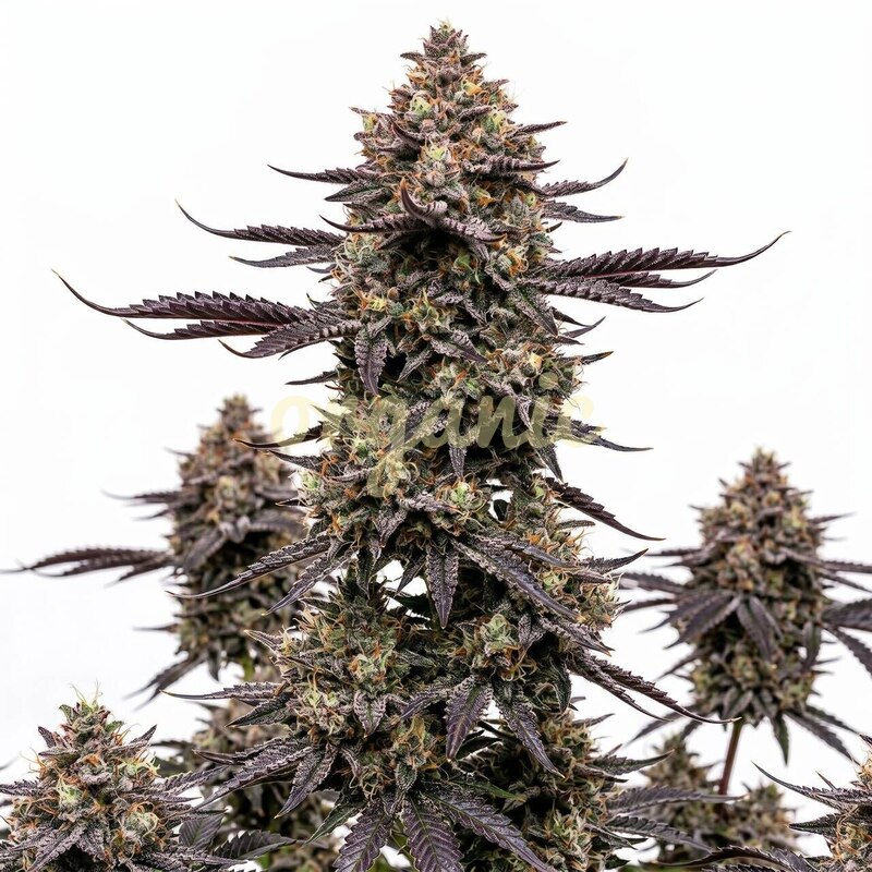 Sugar Stack autoflower marijuana seeds