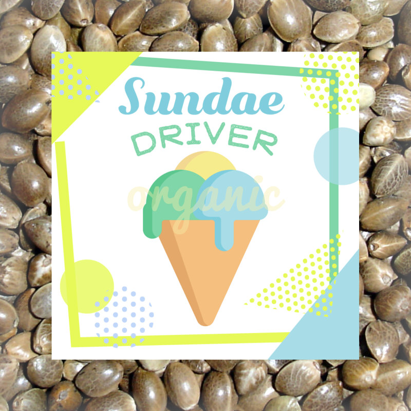 Sundae Driver feminized marijuana seeds