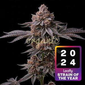 Super Boof feminized marijuana seeds