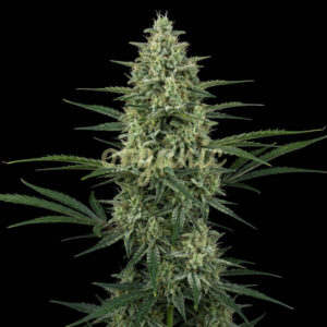 Super Lemon Haze autoflower marijuana seeds