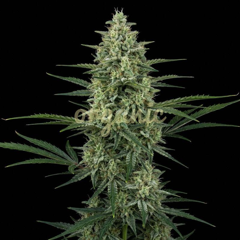 Super Lemon Haze autoflower marijuana seeds