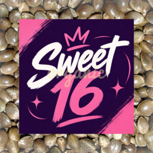 Sweet 16 feminized marijuana seeds