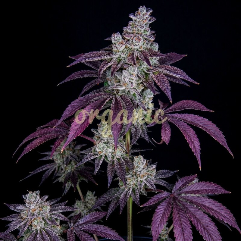 Sweet Berry autoflower marijuana seeds