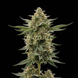 Swiss Cheese feminized marijuana seeds