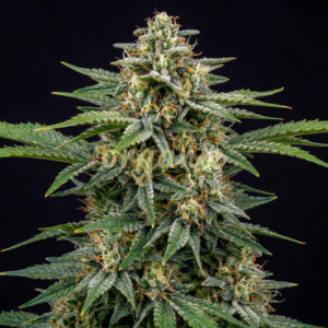 Swiss Dream autoflower marijuana seeds