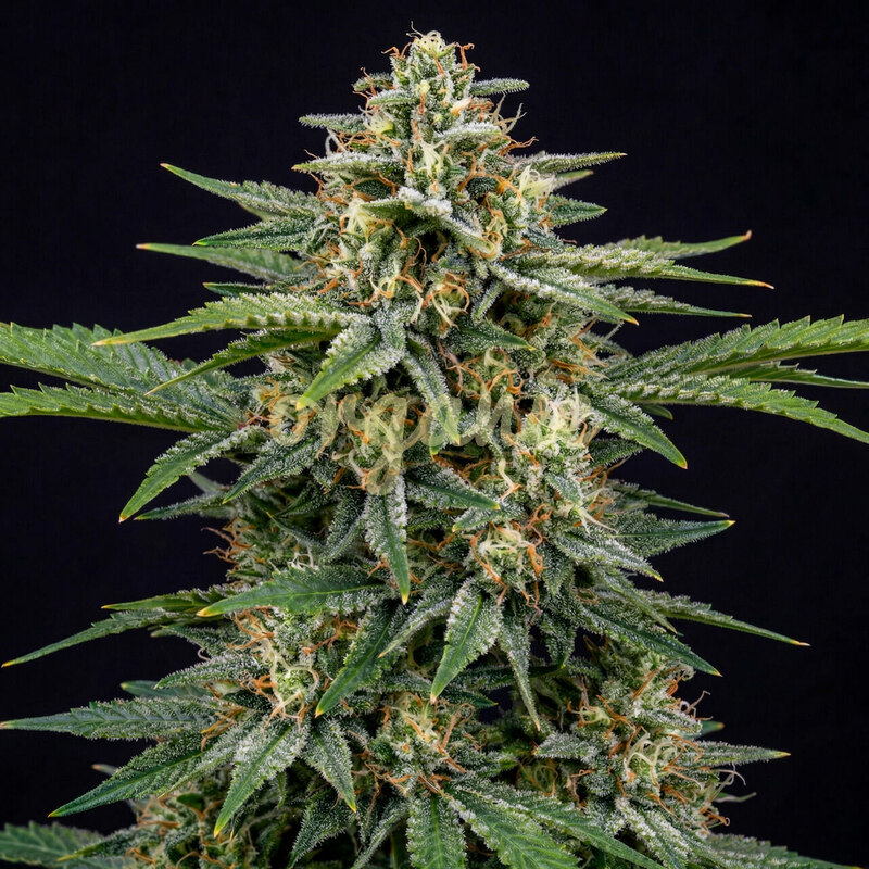 Swiss Dream autoflower marijuana seeds