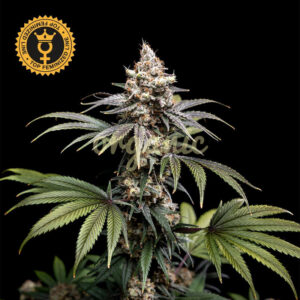 Tropic Gem feminized marijuana seeds