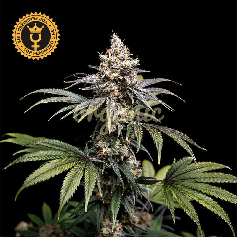 Tropic Gem feminized marijuana seeds