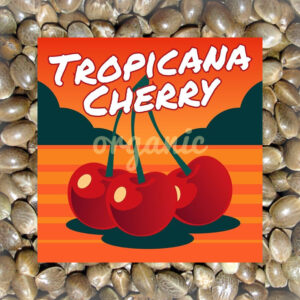 Tropicana Cherry feminized marijuana seeds