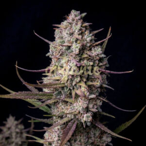 Tropicanna Cookies autoflower marijuana seeds