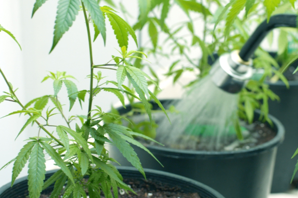 watering potted cannabis plants