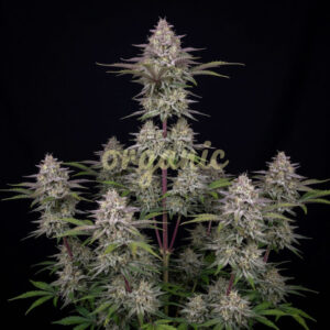 Wedding Cheesecake autoflower marijuana seeds