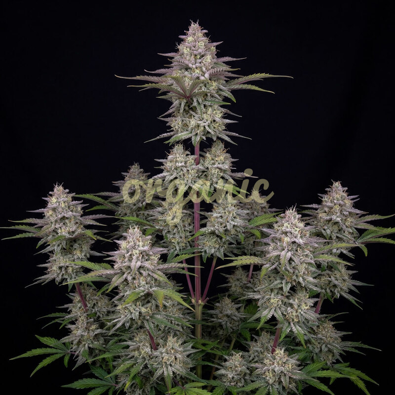 Wedding Cheesecake autoflower marijuana seeds