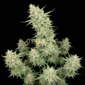 White Russian autoflower marijuana seeds