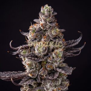 White Truffle Ice Cream feminized marijuana seeds
