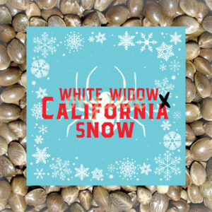 White Widow x California Snow autoflower marijuana seeds