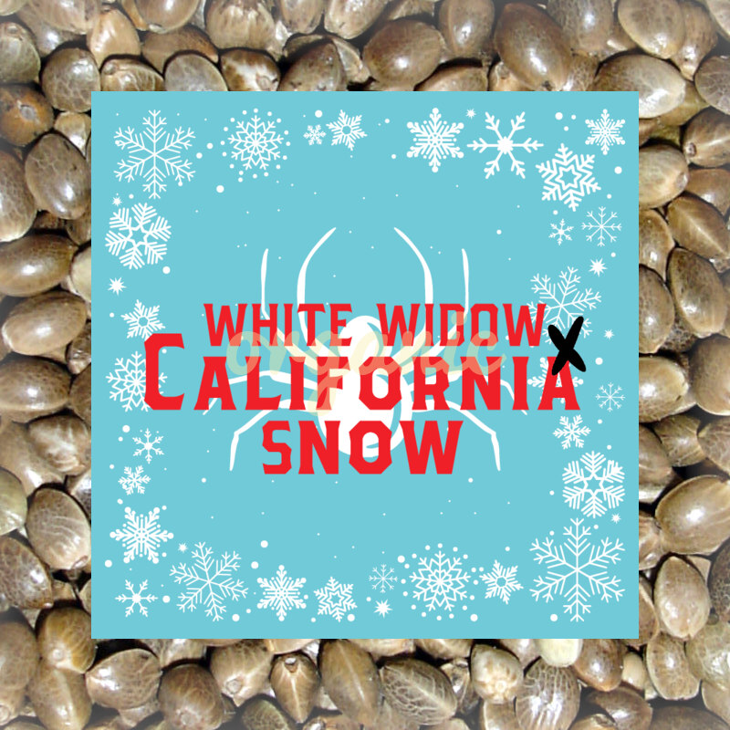 White Widow x California Snow autoflower marijuana seeds