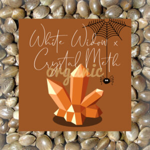 White Widow x Crystal autoflower marijuana seeds