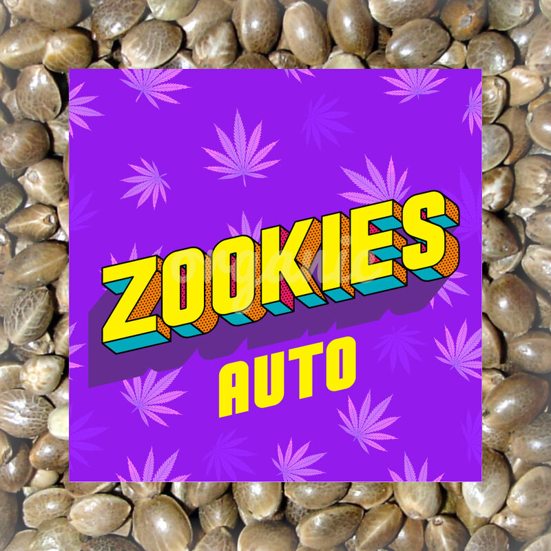 Zookies autoflower marijuana seeds