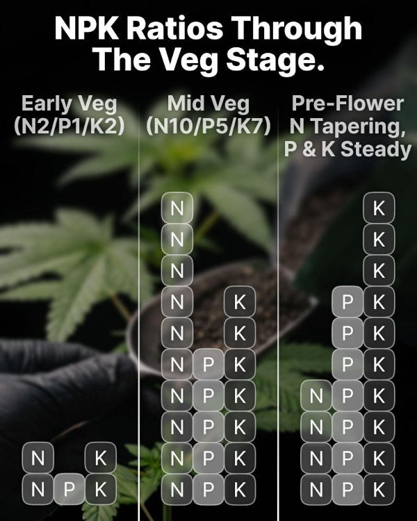 Infographic showing a visual representation of the NPK ratios through the batch stage in cannabis