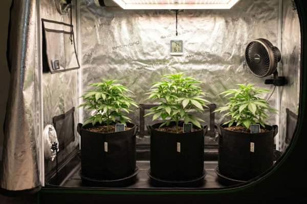 Cannabis plants growing inside a grow tent With all equipment needed