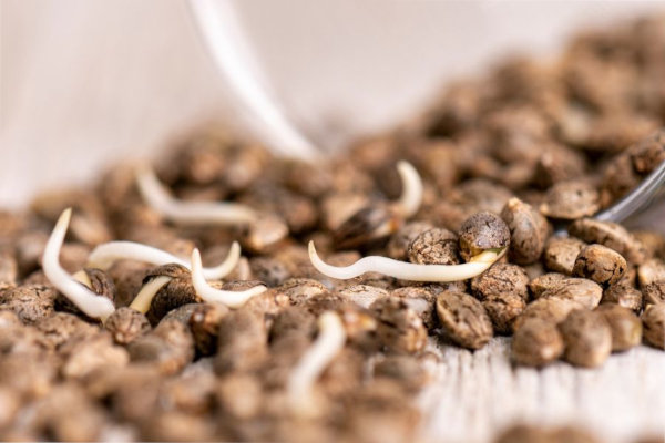 cannabis seeds sprouting with taproots