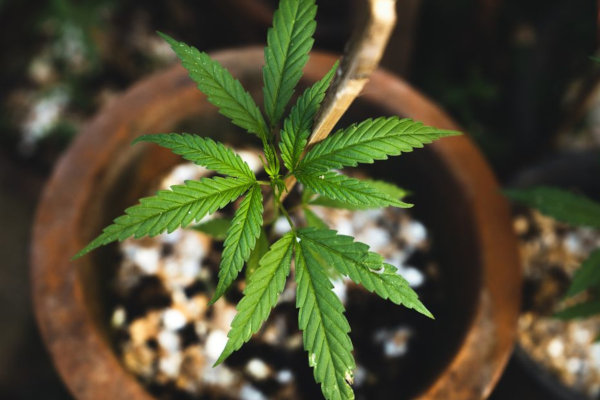 vegetative potted cannabis plant grown at home
