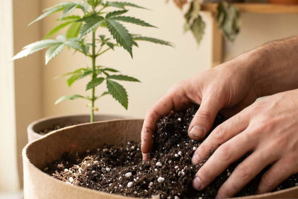 Hands holding light airy autoflower soil mix with visible perlite, healthy seedling in fabric pot background