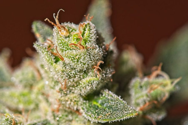 resinous cannabis flower coated in trichomes