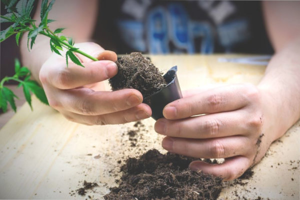 cannabis seedling being transplanted from container