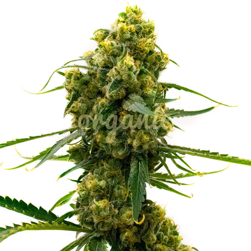 24k Gold feminized marijuana seeds