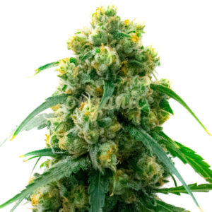 3 Kings feminized marijuana seeds