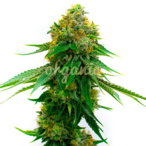 5 Alive feminized marijuana seeds