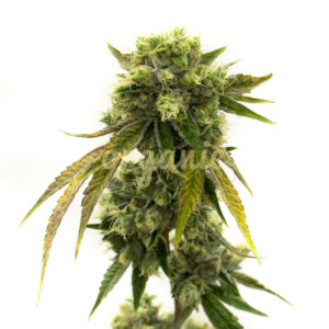 Afghan Autoflower marijuana seeds