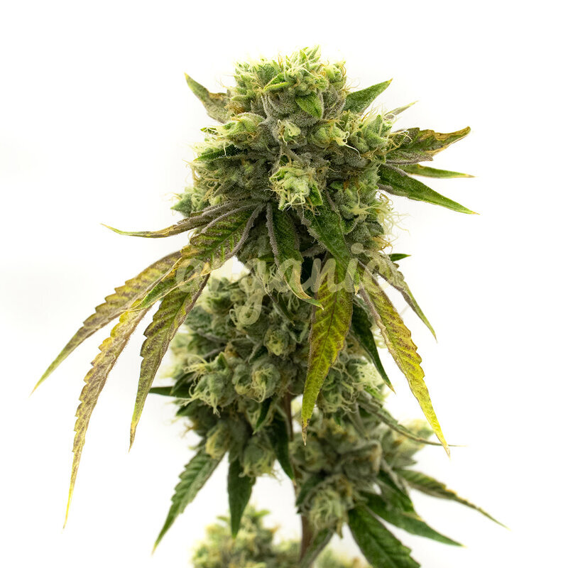 Afghan Autoflower marijuana seeds
